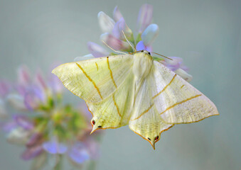 Holunderspanner oder Nachtschwalbenschwanz (Ourapteryx sambucaria) Schmetterling auf blauer Bl&uuml;te