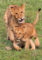 L&ouml;we (Panthera leo) Junge L&ouml;wen beim Spielen 