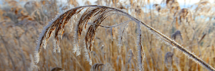 Schilf Gr&auml;ser im Herbst am Wasserrand, Panorama 
