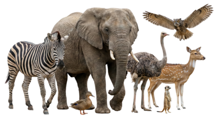 A diverse group of wildlife animals including zebra elephant and deer with a bird and owl on a