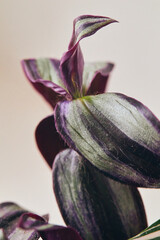 Close-up of striped green and purple leaves of Tradescantia zebrina