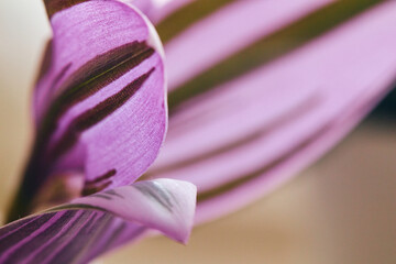 Close-up of striped green and purple leaves of Tradescantia zebrina