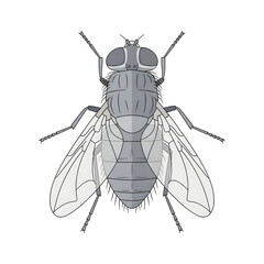 Detailed Illustration of a Fly Insect.