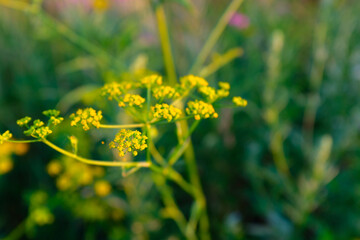 Summer meadow, selective focus . Natural grass field background for design or project. Summer meadowland texture for publication, poster, screensaver, wallpaper, postcard, banner, cover