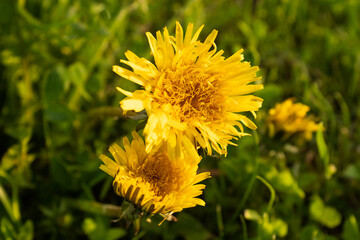 Close-Up of a Vibrant Yellow Wildflower in Bloom for nature lovers, travel websites, or background for relaxation and tranquility. High quality photography