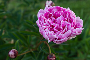 Close-Up of Pink Peony Flower with Textured Petals for publication, poster, screensaver, wallpaper, banner, cover, post. High quality photography