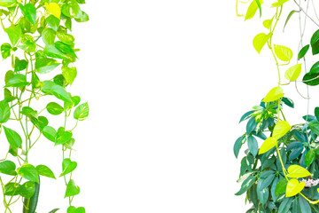 Green leaves and plants frame. Frame spring leaf plant isolated on PNG transparent background