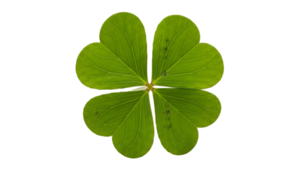 Green four leaf clover isolated on a transparent background green leaf plant
