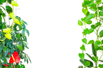 Green leaves flower and plants frame. Frame spring plant isolated on PNG transparent background