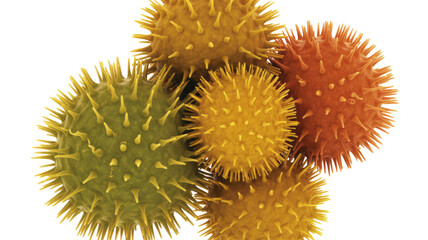 Pollen Grains Close-up
