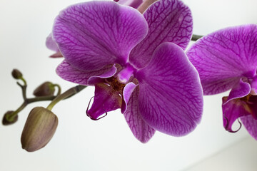 Close-Up of Blooming Pink Phalaenopsis Orchid with Buds on Green Stem &ndash; Elegant Indoor Flower with Purple Veins for Home Decor, Gardening, and Botanical Inspiration
