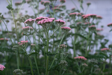 Pink Yarrow (Achillea millefolium) in Bloom with Fernlike Green Leaves – Soft Pastel Wildflowers in Garden or Meadow Setting with Blurred Background and Vertical Growth © vveronka