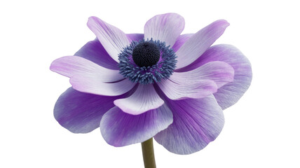 Fototapeta premium Purple Anemone Flower on Isolated Background