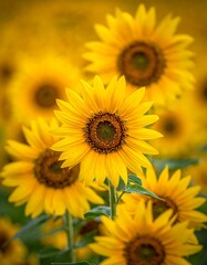 Obraz premium Close-up of several sunflowers in a field. The vibrant yellow petals radiate in sunlight. Selective focus creates depth of field