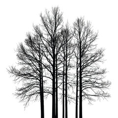 Silhouette of tall, bare trees on transparent background
