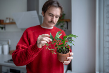 Easy-to-care-for home plants. Houseplant Epipremnum Sebu in clay pot in hand of man plant lover checking leaves. Green potted plant for decoration apartment. Interacting with plants to relieve stress.