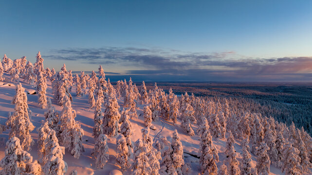 Aerial view of snow-laden trees in a forest, bathed in the warm glow of the setting sun, creating a striking contrast against the cool blue sky, Salla, Lapland, Finland.