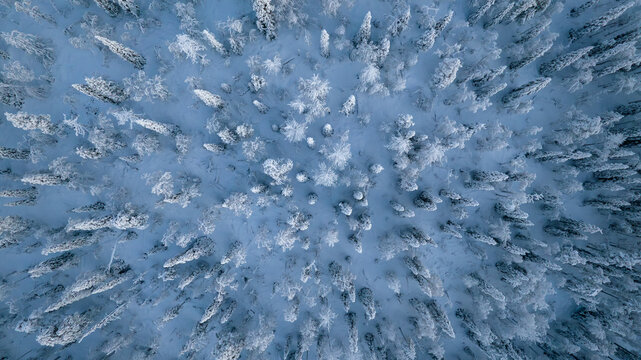 Aerial view of a serene, snow-laden forest canopy, where frosted treetops create a mesmerizing mosaic of white and blue in the winter landscape, Salla, Lapland, Finland.