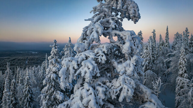 Aerial view of snow-laden evergreen trees stand majestically against the soft blush of the horizon, a winter wonderland, Salla, Lapland, Finland.