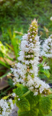 close-up photograph of a basil flower