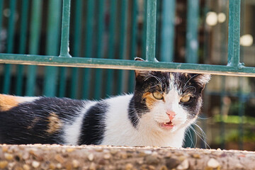 Curious Calico Cat  Behind the Fence