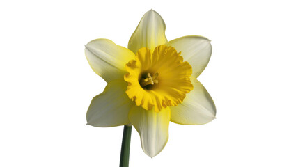 Fototapeta premium Yellow Daffodil on Transparent Background