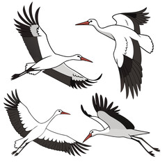 White storks in flight with black wings and orange beaks