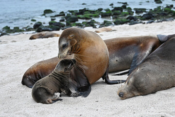 Obraz premium Eine Seelöwenfamilie am Strand auf der Galapagos Insel Sankt Cristobal 