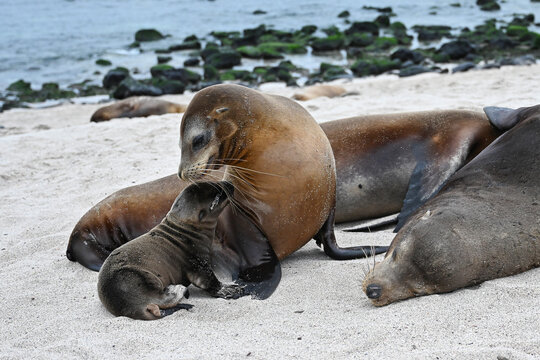  Eine Seel&ouml;wenfamilie am Strand auf der Galapagos Insel Sankt Cristobal 