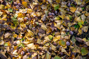 鎌倉251205　妙本寺4　落ち葉
