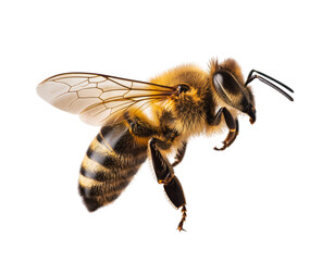 A detailed close-up of a fuzzy honey bee with translucent wings, captured in flight  isolated on transparent background, png