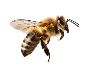 A detailed close-up of a fuzzy honey bee with translucent wings, captured in flight  isolated on transparent background, png