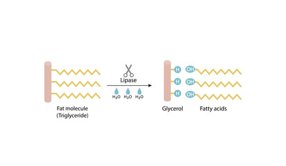 Fat Molecule, triglyceride, Lipid Digestion. Lipase enzyme catalyzes the hydrolysis of fats to Fatty Acids And Glycerol. Colorful scientific diagram. Vector Illustration.