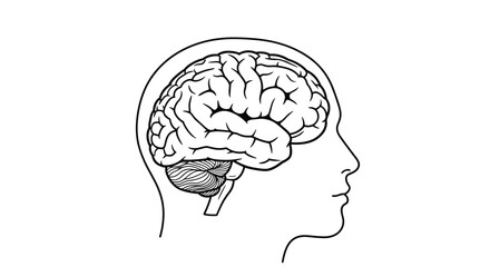 Medical line art illustration showing a cross-section of a human head with the brain visible inside for educational purposes.