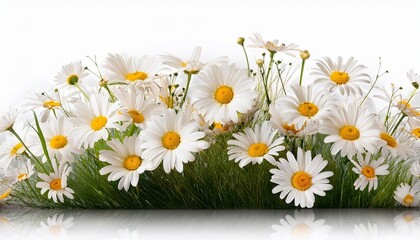 daisies in a grass