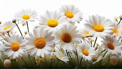 daisies on a green background