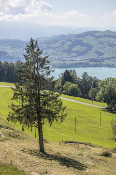 View of a solitary pine tree standing tall against the backdrop of rolling green hills and a shimmering lake, bathed in soft sunlight, Zug, Switzerland.