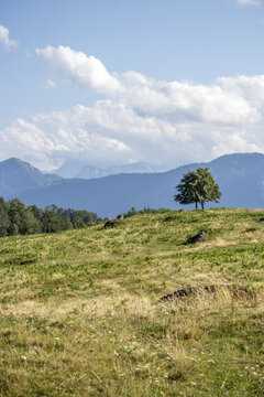 View of sun-drenched grassy field leading to a lone tree against a backdrop of hazy blue mountains and a sky brushed with white clouds, Zug, Switzerland.