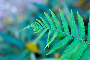 Diplazium esculentum, Leptosporangiate ferns or Cyathea caracasana or Cyathea brownii Little Aussie Larrikin Norfolk or Tree Fern or Smooth Tree Fern or fern 
