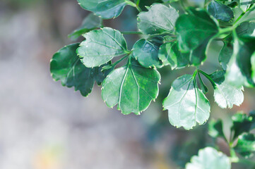 Araliaceae, Celere leaved panax or Garudas claws or Polyscias guilfoylei or  Quinquefolia