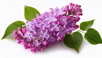 lilac branch isolated on white background