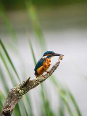 Kingfisher Perched on a Post Feeding on a Tadpole