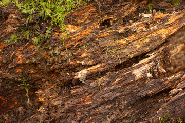 Close-up of a rotten tree with moss