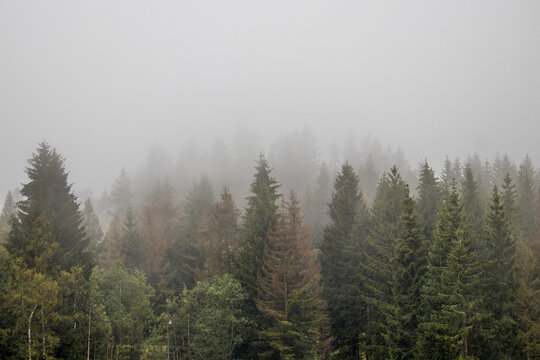 View of a misty forest with evergreen trees fading into a soft, grey sky, the scene evoking a sense of tranquility and mystery, Holmenkollen, Oslo, Norway.