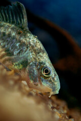 Close-up photograph of a Corydoras catfish, highlighting fine details, textures, and natural patterns in a calm aquatic environment.