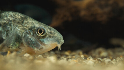 Close-up photograph of a Corydoras catfish, highlighting fine details, textures, and natural patterns in a calm aquatic environment.