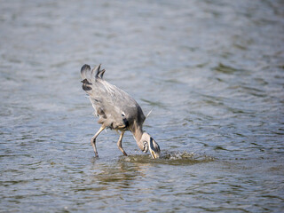 Grey Heron Catching a Carp Fish in a Lake
