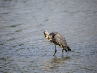 Grey Heron Catching a Carp Fish in a Lake
