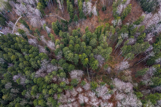 Aerial view of the verdant forest intermingling with the stark white of bare trees, creating a tapestry of color and texture, Flawil, St. Gallen, Switzerland.