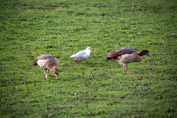 A close-up of Egyptian Geese foraging for food near the river Trent in Nottingham, UK.